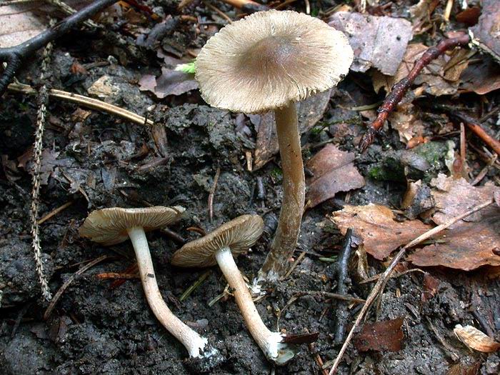 Inocybe transitoria