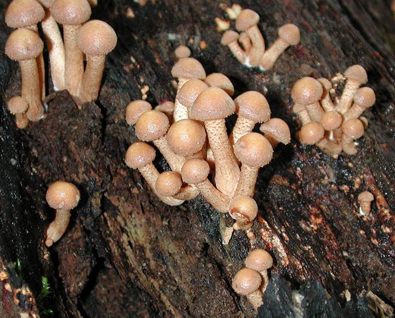 Kuehneromyces mutabilis