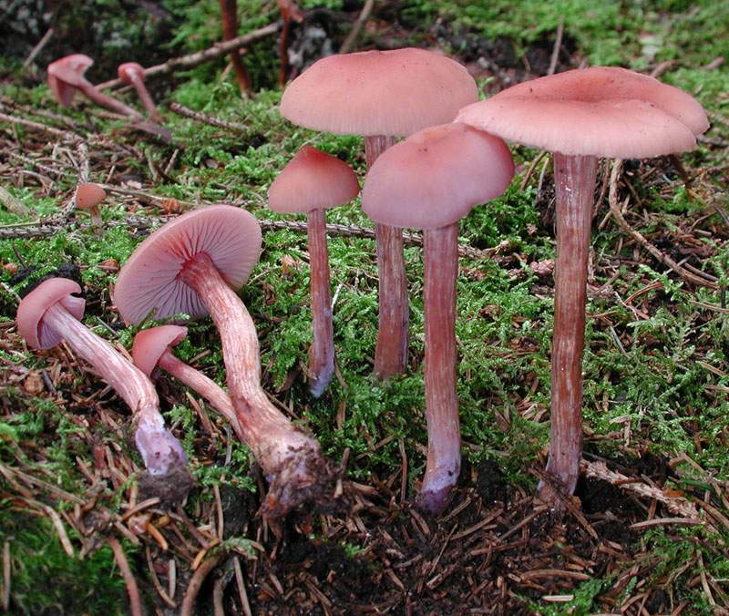 Laccaria bicolor