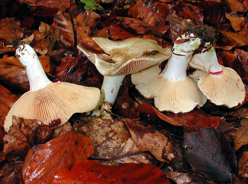 Lactarius acris