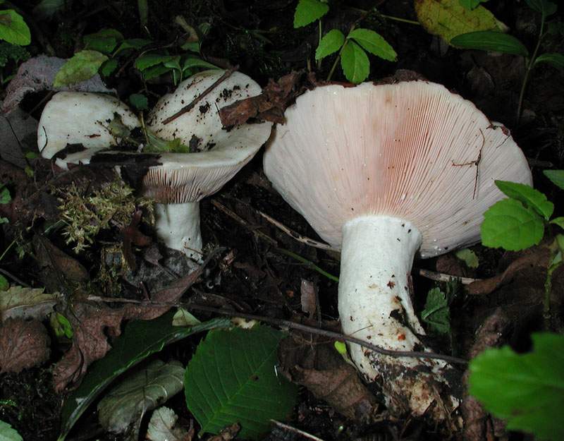 Lactarius controversus