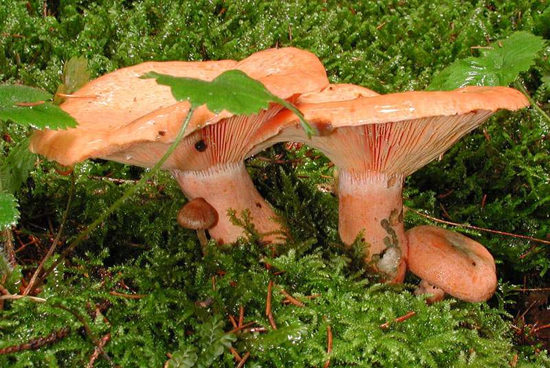 Lactarius deterrimus