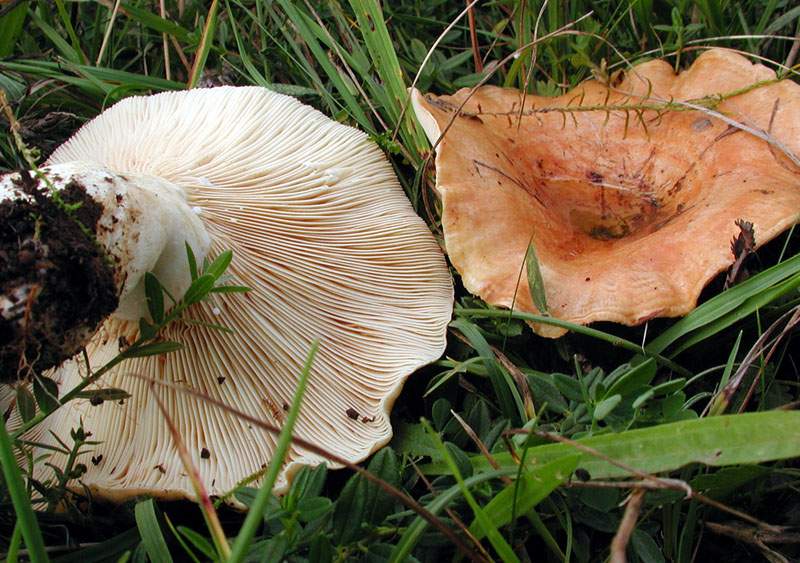 Lactarius zonarius