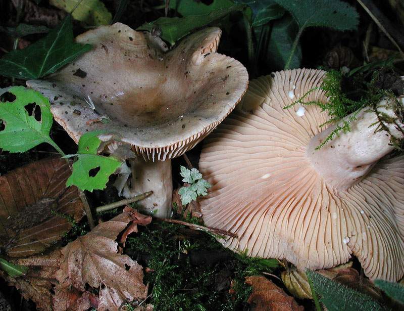 Lactarius pyrogalus