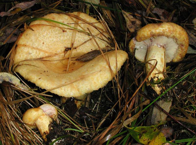 Lactarius repraesentaneus