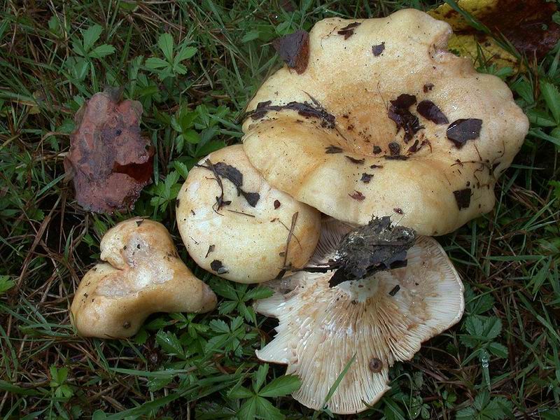 Lactarius acerrimus