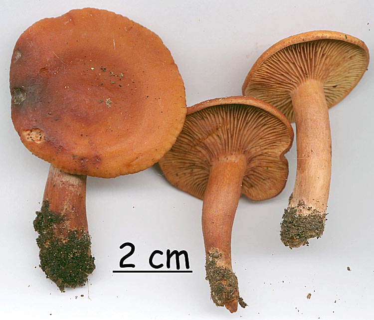 Lactarius atlanticus