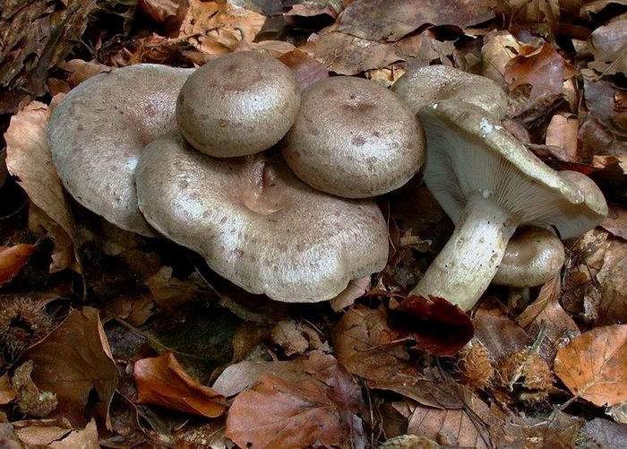 Lactarius blennius