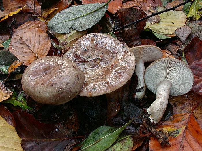 Lactarius blennius