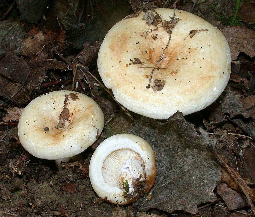 Lactarius evosmus