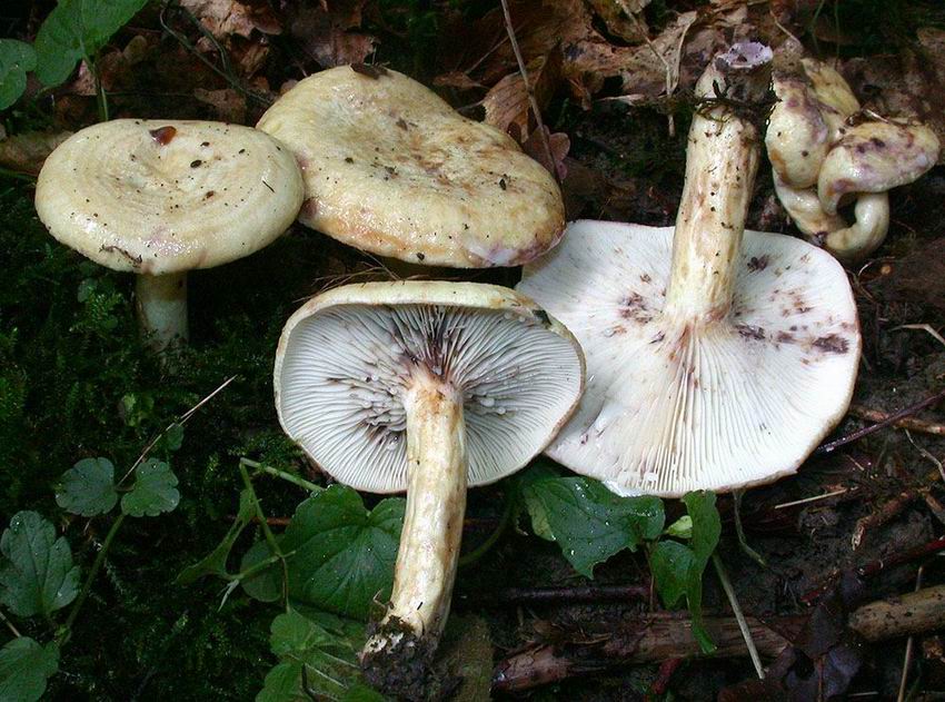 Lactarius flavidus