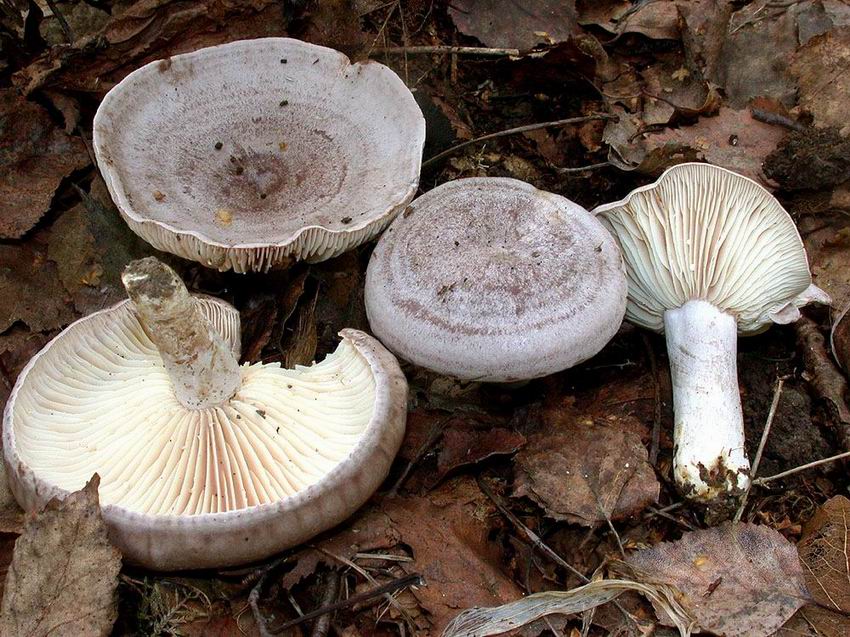 Lactarius flexuosus