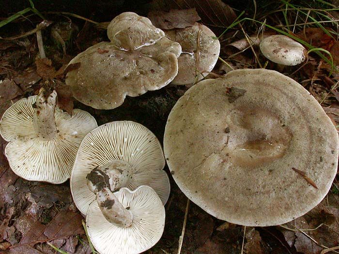 Lactarius fluens