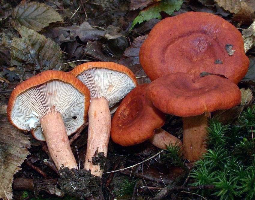 Lactarius fulvissimus