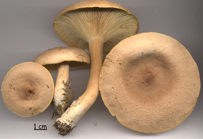 Lactarius helvus