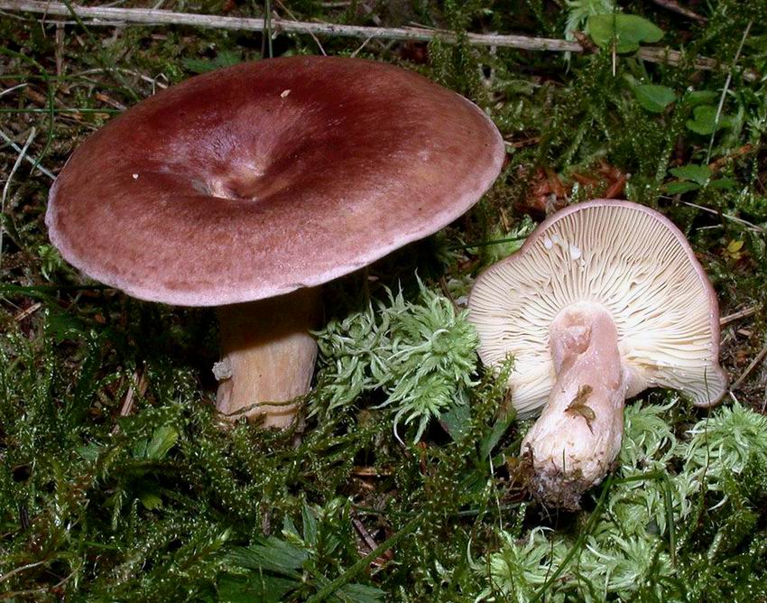 Lactarius hysginus