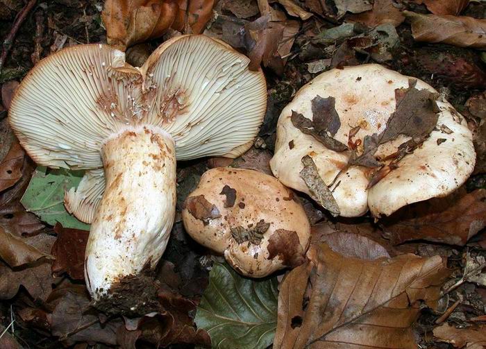 Lactarius pallidus