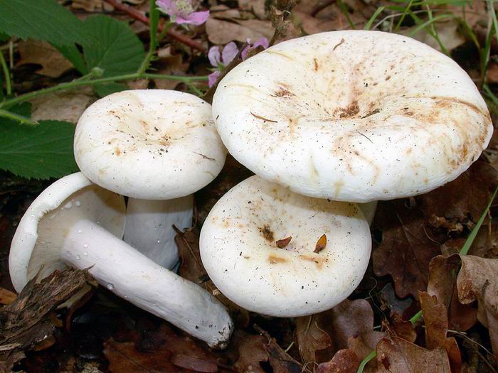 Lactarius piperatus