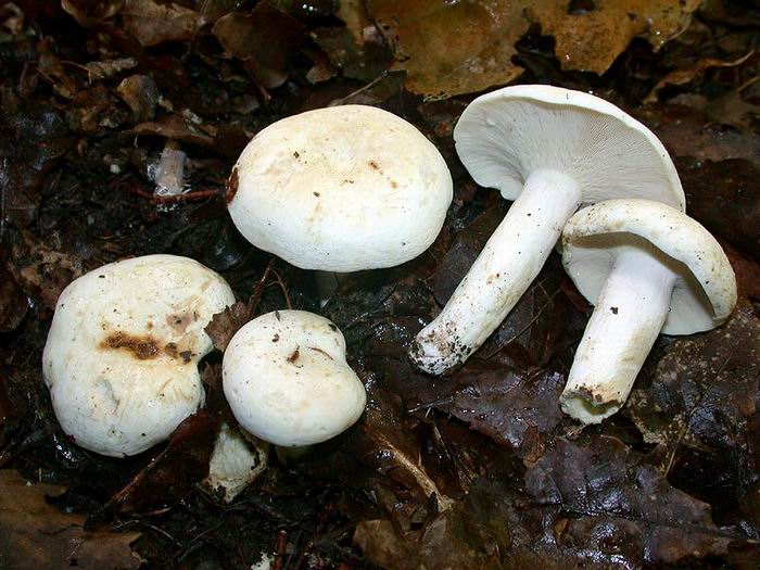 Lactarius piperatus