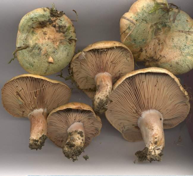 Lactarius sanguifluus