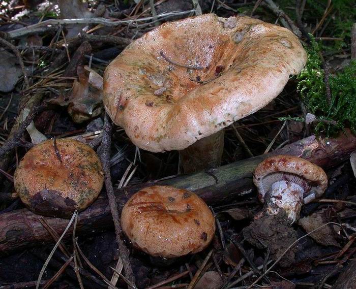 Lactarius sanguifluus