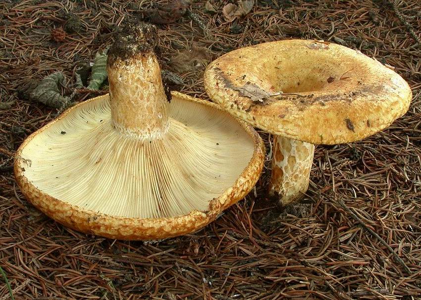 Lactarius scrobiculatus