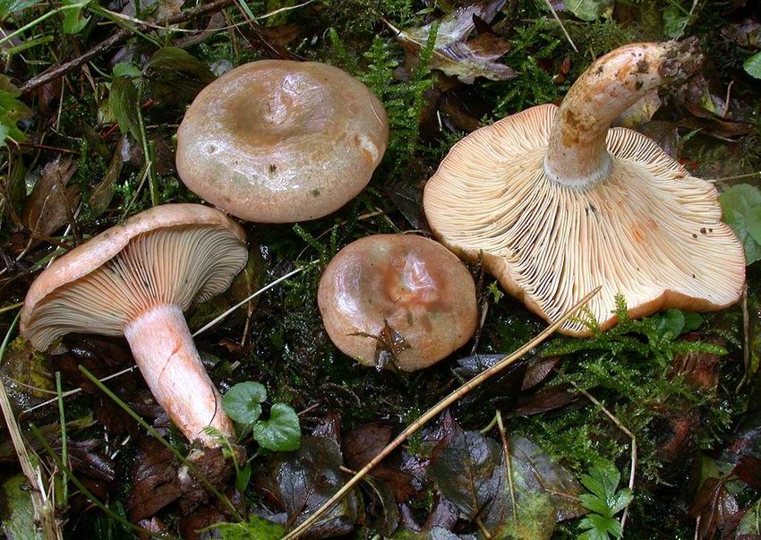 Lactarius semisanguifluus