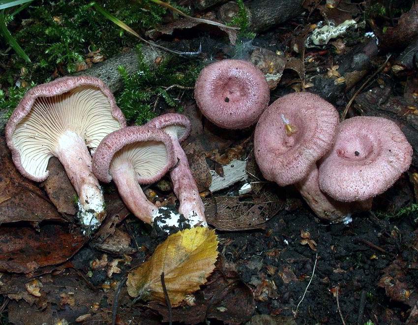 Lactarius spinosulus