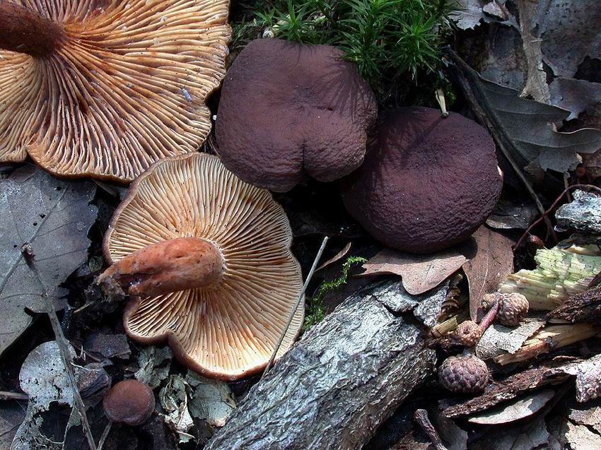 Lactarius subumbonatus