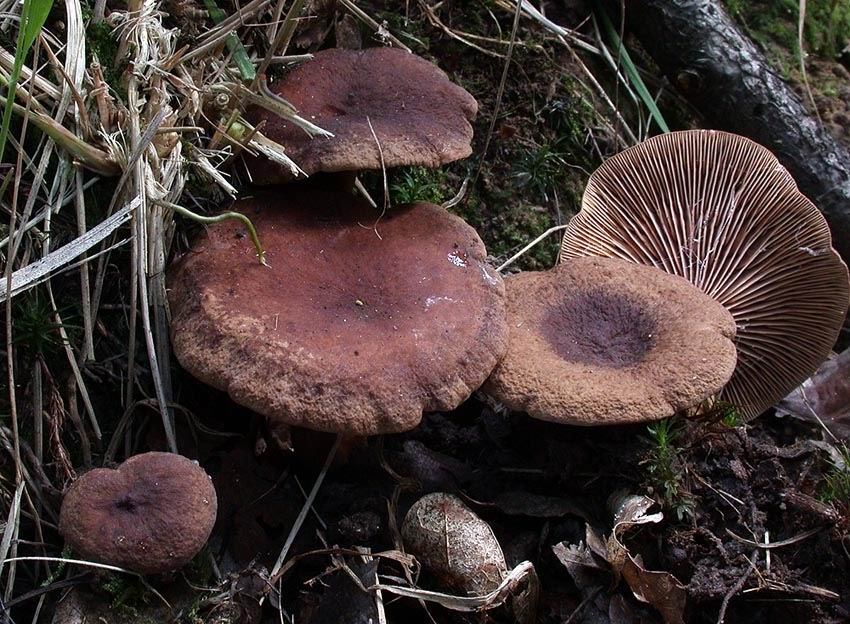 Lactarius subumbonatus