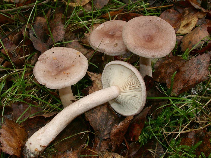 Lactarius vietus