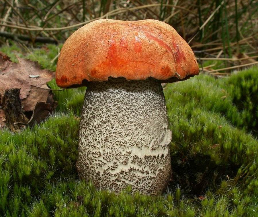 Leccinum versipelle