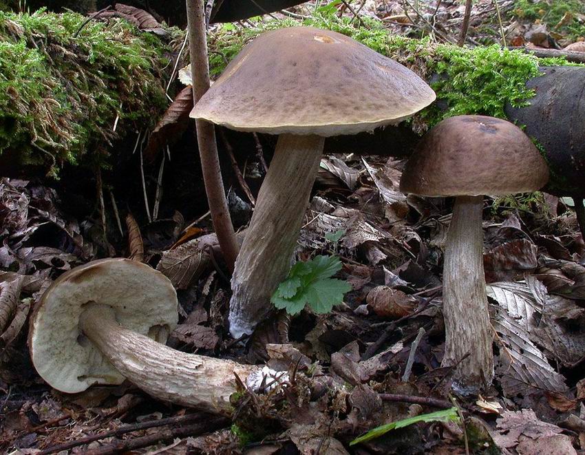 Leccinum carpini