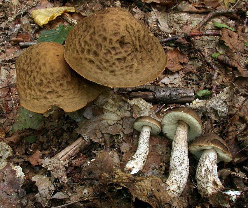 Leccinum carpini