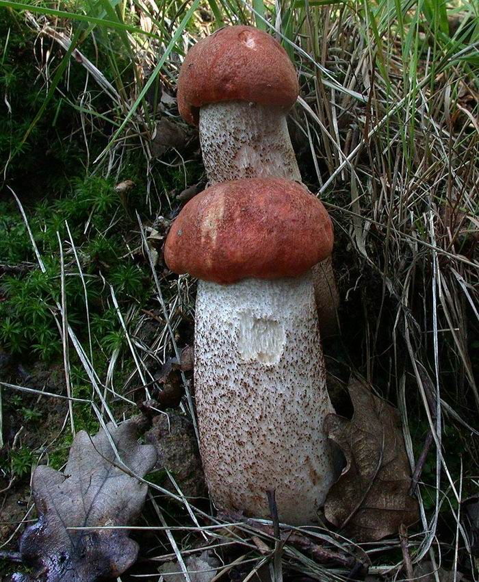 Leccinum quercinum