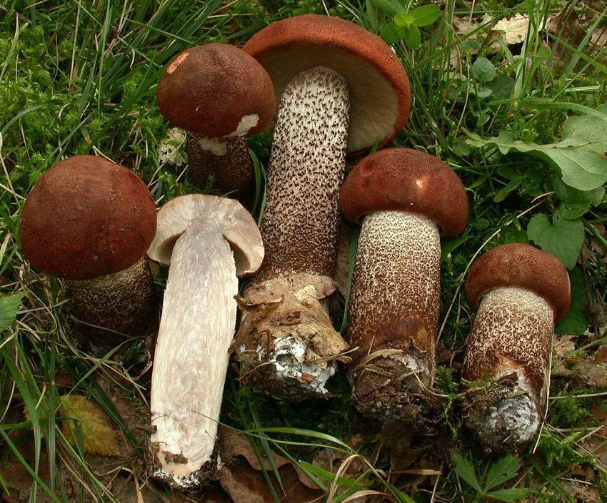 Leccinum quercinum