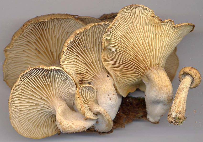 Lentinus adhaerens