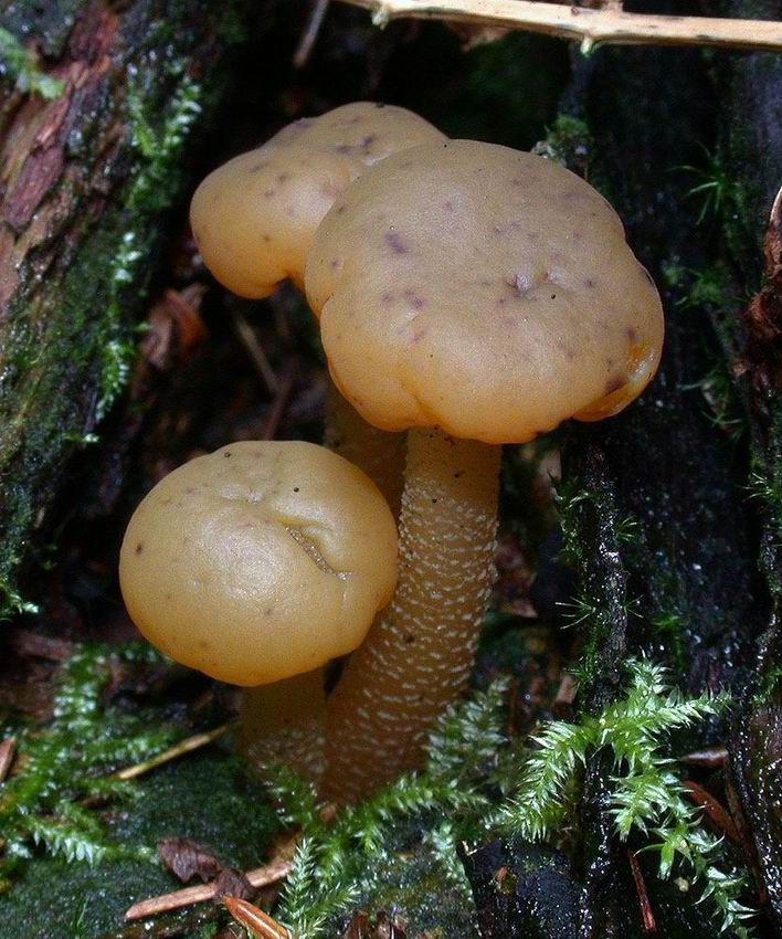 Leotia lubrica