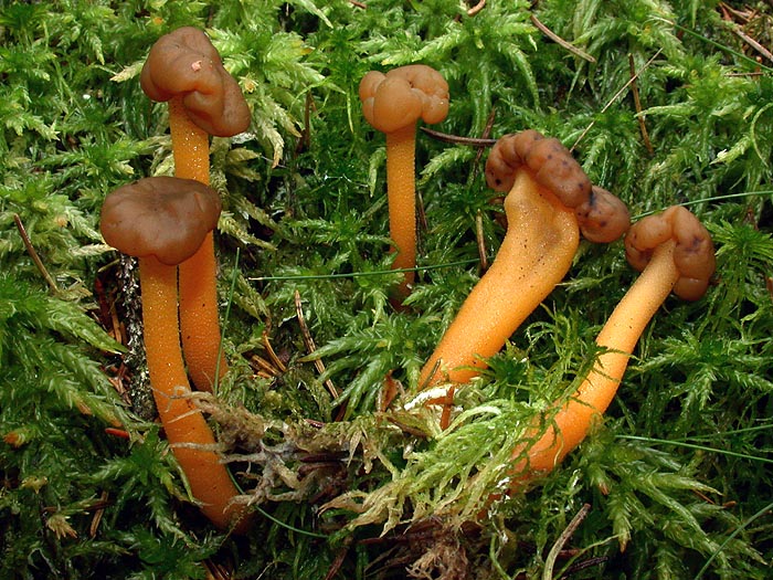 Leotia lubrica