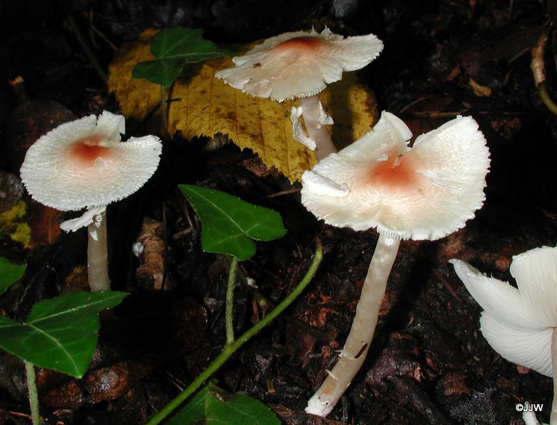 Lepiota cristata