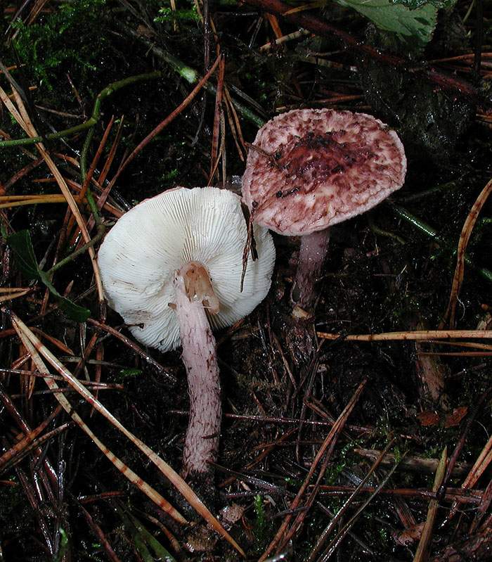 Lepiota fuscovinacea