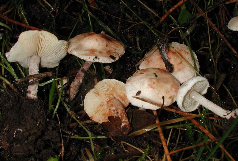 Cystolepiota hetieri