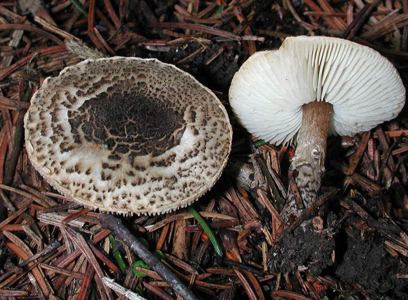 Lepiota pseudofelina