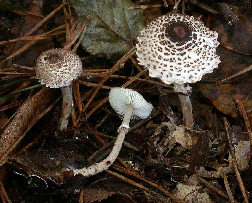 Lepiota felina