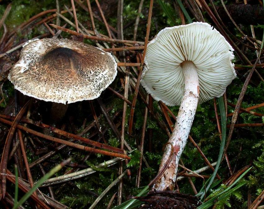 Lepiota grangei