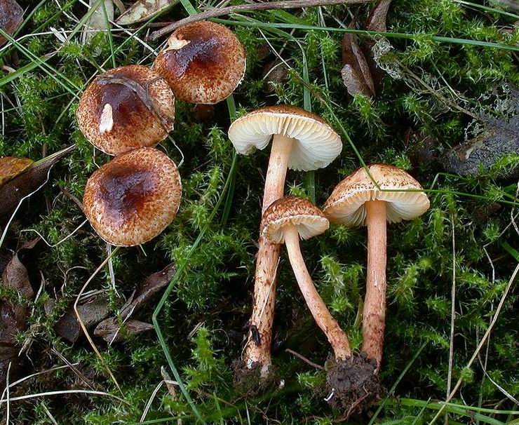 Lepiota ignipes