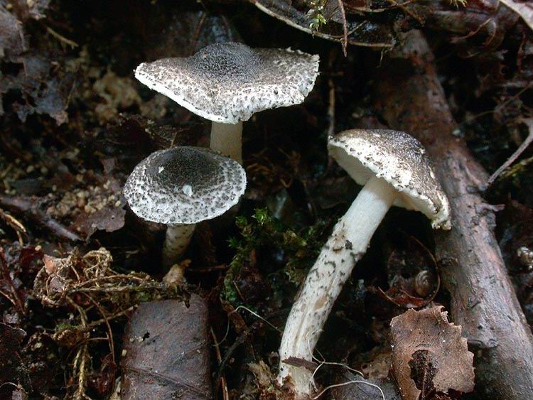 Lepiota pseudofelina