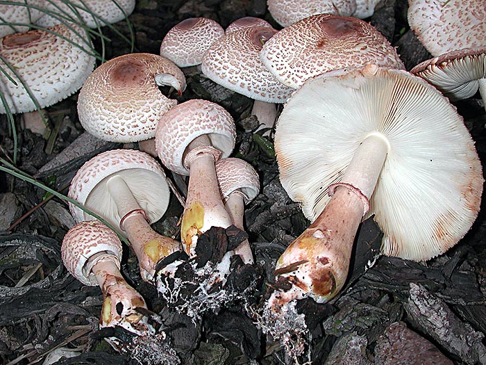 Leucoagaricus bresadolae