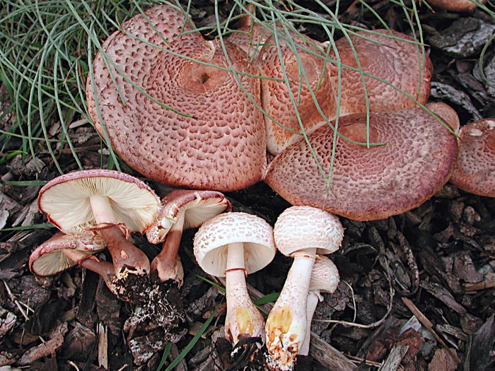 Leucoagaricus bresadolae