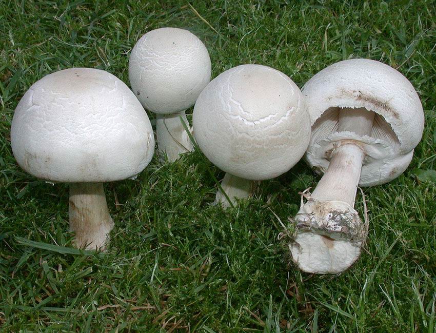 Leucoagaricus leucothites